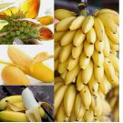 Exotic Rare Fruits Bonsai Plant Banana Tree Seeds Garden Planting Indoor 100 SEEDS