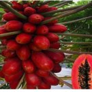 10 pcs Red Flesh PAPAYA Seed, Very sweet flesh