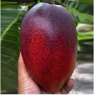 4 SEEDS Miyazaki Mango Seeds / Manglifera / Red Apple Mango Seeds High Germination
