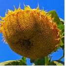 10 SEEDS Mongolian Giant Sunflower Seeds NON-GMO