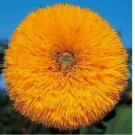 DOUBLE TALL TEDDY SUNFLOWER 50 SEEDS SPRING NON-GMO DOUBLE TALL TEDDY SUNFLOWER 50 SEEDS SPRING NON-GMO