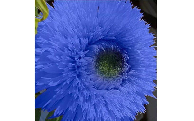 Blue Teddy Bear Sunflower Seeds - Stunning Annual Blooms for Your Garden 50 pcs