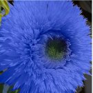 Blue Teddy Bear Sunflower Seeds - Stunning Annual Blooms for Your Garden 50 pcs