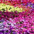 200 SEEDS Petunia Mixed Colors, Fresh Viable White Pink Black Red Yellow Purple