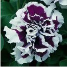 30 SEEDS AUTHENTIC PIROUETTE PURPLE DOUBLE RUFFLED PETUNIA GRANDIFLORA FLOWER