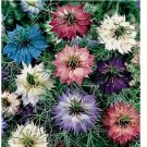 300 SEEDS Love in a Mist Nigella Seeds NON-GMO
