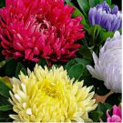 100 SEEDS Powderpuff Mix Aster Seeds | NON-GMO 100 SEEDS Powderpuff Mix Aster Seeds | NON-GMO
