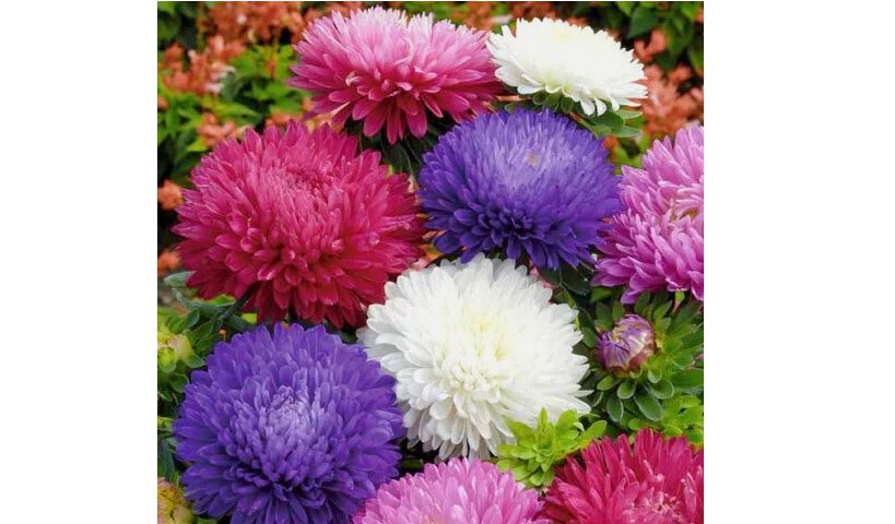 Powder Puff China Aster Seed Mix(Callistephus Chinensis)Cut flowers USA 500 SEEDS