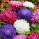 Powder Puff China Aster Seed Mix(Callistephus Chinensis)Cut flowers USA 500 SEEDS