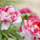 PEONY SEEDS Garden Plant Flower blossom exotic USA 10 pcs