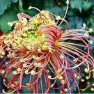 10 SEEDS Japanese Spider Chrysanthemums Seeds