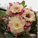 Desert Rose Flower Adenium obesum "PEONY" bonsai Seeds 5 pcs