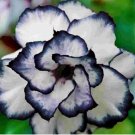 Desert Rose Flower Adenium obesum "PEONY" bonsai Seeds 5 pcs