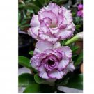 Purple White Desert Rose Seeds Adenium Flower Perennial Flowers 4pcs