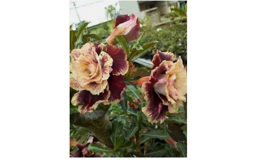 Cream Maroon Desert Rose Seeds Adenium Flowers Flower Perennial 4pcs