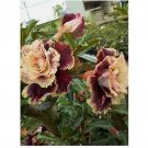 Cream Maroon Desert Rose Seeds Adenium Flowers Flower Perennial 4pcs