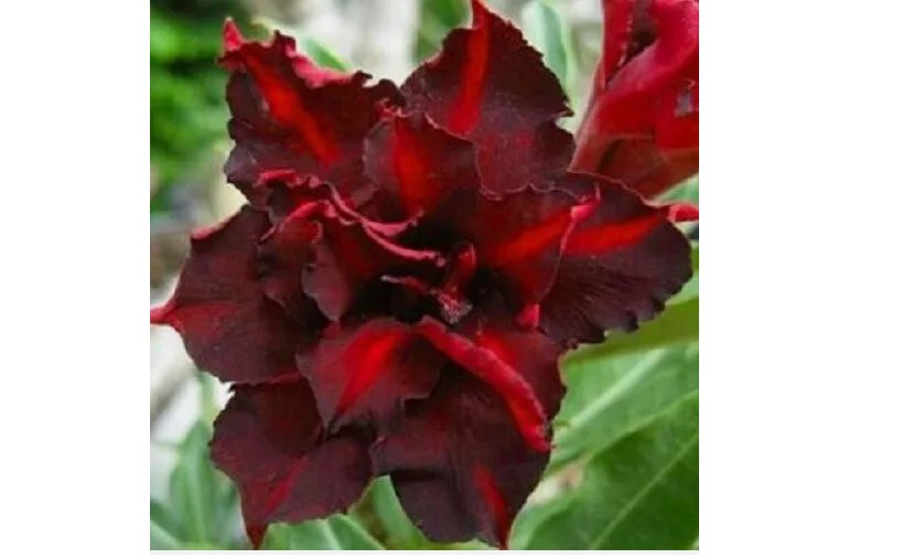 Dark Red Desert Rose Seeds Adenium Flowers Flower Perennial 4pcs