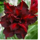 Dark Red Desert Rose Seeds Adenium Flowers Flower Perennial 4pcs
