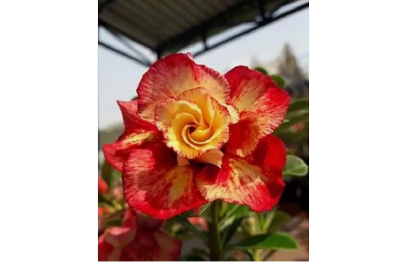 Orange Red Desert Rose Seeds Adenium Flower Perennial 4pcs