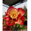 Orange Red Desert Rose Seeds Adenium Flower Perennial 4pcs