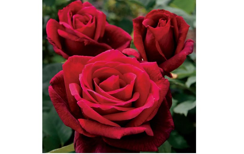 Double Red Rose Seeds Flower Bush Perennial Shrub Flowers Seed 10pcs