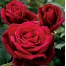Double Red Rose Seeds Flower Bush Perennial Shrub Flowers Seed 10pcs