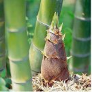 Giant Moso Bamboo Seeds Perennial evergreen Grows Edible Bamboo shoots 50 SEEDS