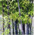 Black Bamboo seeds Bamboo Bonsai Garden Home Decoration Cold Resistance 50 pcs Black Bamboo seeds Bamboo Bonsai Garden Home Decoration Cold Resistance 50 pcs