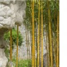 Golden Bamboo Seeds Yellow Crookstem Bamoo Home Decoration Cold Hardiness 50pcs