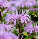 Wild Bergamot 1000 Seeds, Monarda, Bee Balm, Attracts Butterflies & Bees , USA