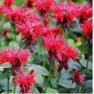 50 SEEDS Bee Balm SCARLET Red Monarda Didyma Perennial Hummingbirds Non-GMO