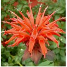 Orange Bee Balm Seeds Flowers 100 SEEDS