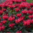 Red Velvet Bee Balm Seeds Flowers 100 SEEDS