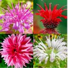 BERGAMOT SEEDS MONARDA AUTUMN MIX PERENNIAL RARE HUMMINGBIRD PLANT BEE BALM 50 SEEDS