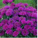 Gumball Bee Balm Seeds Flowers 100 SEEDS