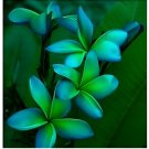 Blue Green Plumeria Seeds Plants Flower 5 SEEDS