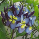 Blue Yellow Plumeria Seeds Plants Flower 5 SEEDS