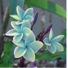 Blue Plumeria Seeds Plants Flower 5 SEEDS