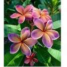 Pink Orange Plumeria Seeds Plants Flower 5 SEEDS
