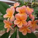 Light Pink Orange Plumeria Seeds Plants Flower  5 SEEDS