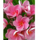 Pink Plumeria Seeds Plants Flower Lei Hawaiian 5 SEEDS