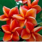 Orange Plumeria Seeds Plants Flower Lei Hawaiian  5 SEEDS