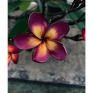 Dark Purple Yellow Plumeria Seeds Plants Flower 5 SEEDS