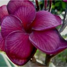 Dark Purple Plumeria Seeds Plants Flower Hawaiian 5 SEEDS