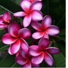 Pink Purple Plumeria Seeds Plants Flower 5 SEEDS
