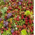 MIXED SEDUM SEEDS - Stonecrop beautiful Succulent groundcover USA 100 SEEDS