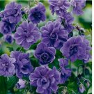 Double Purple Geranium Seeds Flowers 10 SEEDS