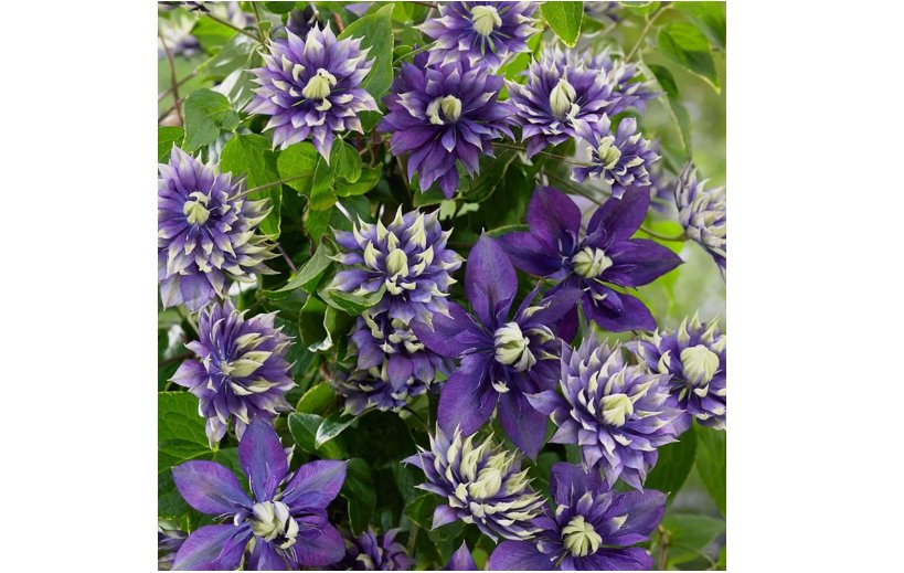 Double Dark Purple Clematis Seeds Flower 25 SEEDS