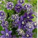 Double Dark Purple Clematis Seeds Flower 25 SEEDS