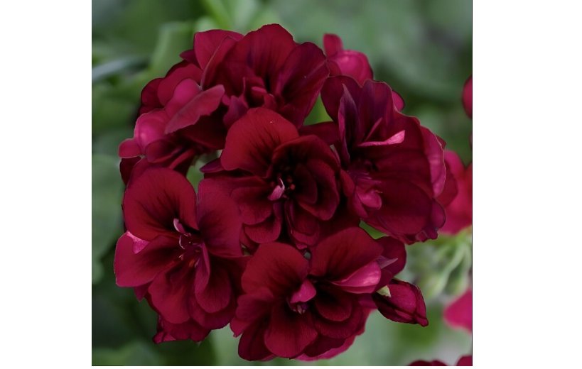 Dark Burgundy Geranium Seeds Hanging Basket Perennial Flowers Seed 10 SEEDS